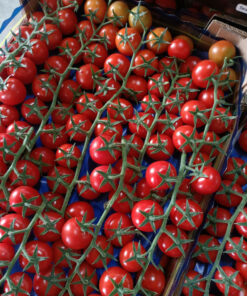 Pachino tomatoes