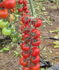 Organic Cherry tomatoes from Italy