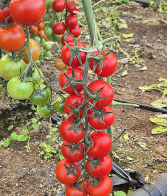 Organic Cherry tomatoes from Italy