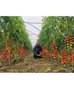 Organic Pachino tomatoes from Italy