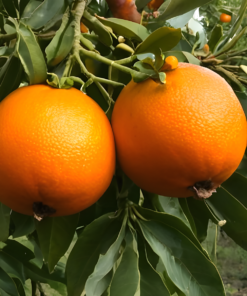 Sanguinello Orange from Sicily