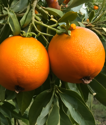 Sanguinello Orange from Sicily