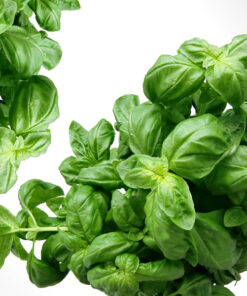 Basil Aromatic Herb