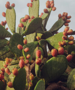 Prickly Pear from Sicily