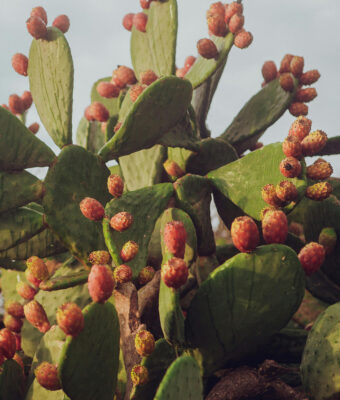 Prickly Pear from Sicily