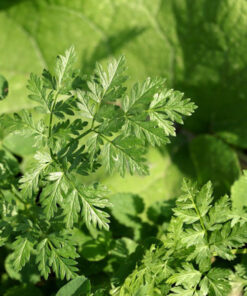 Parsley Aromatic Herb