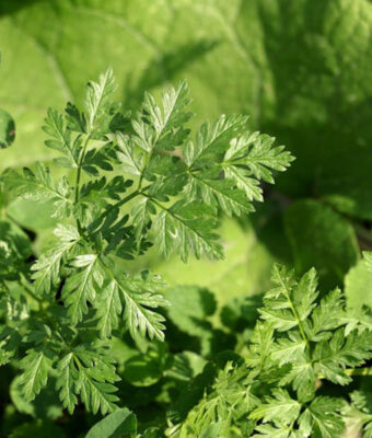 Parsley Aromatic Herb