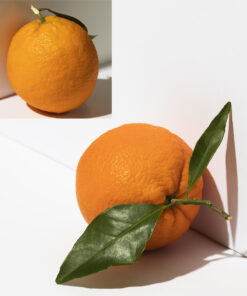 Late Valencia Orange