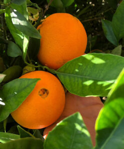 Navelina Orange from Sicily