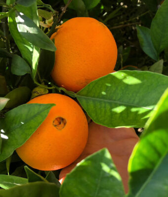 Navelina Orange from Sicily